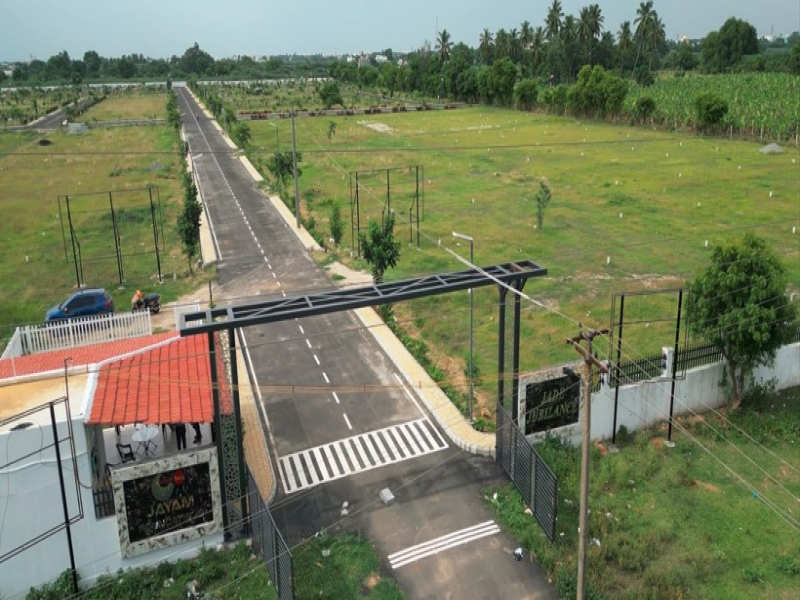 Urban Tree Jade Jubilance