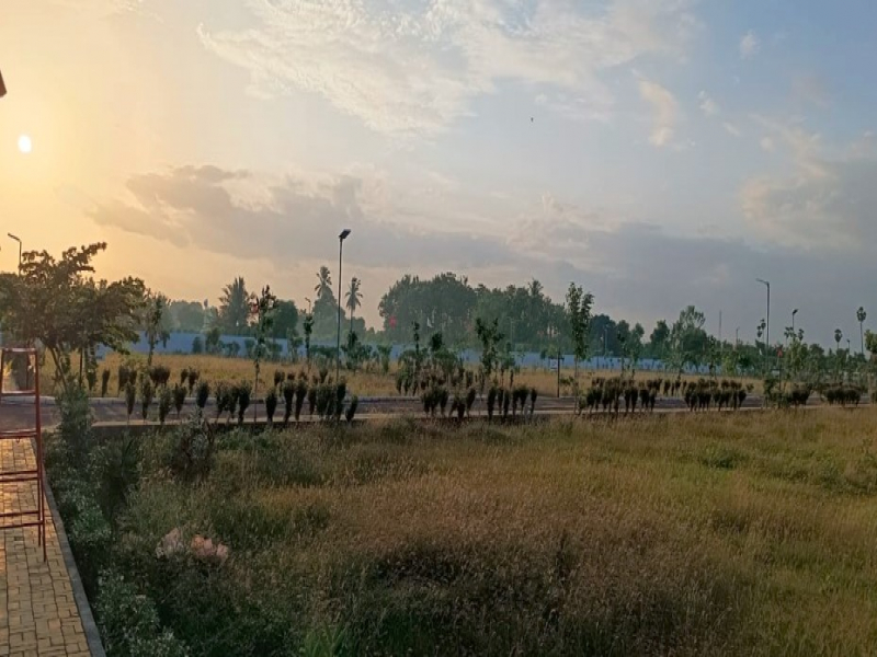 Urban Tree Jade Jubilance