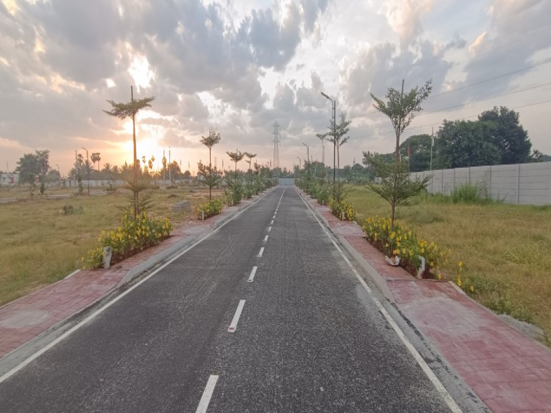 Urban Tree Amber County