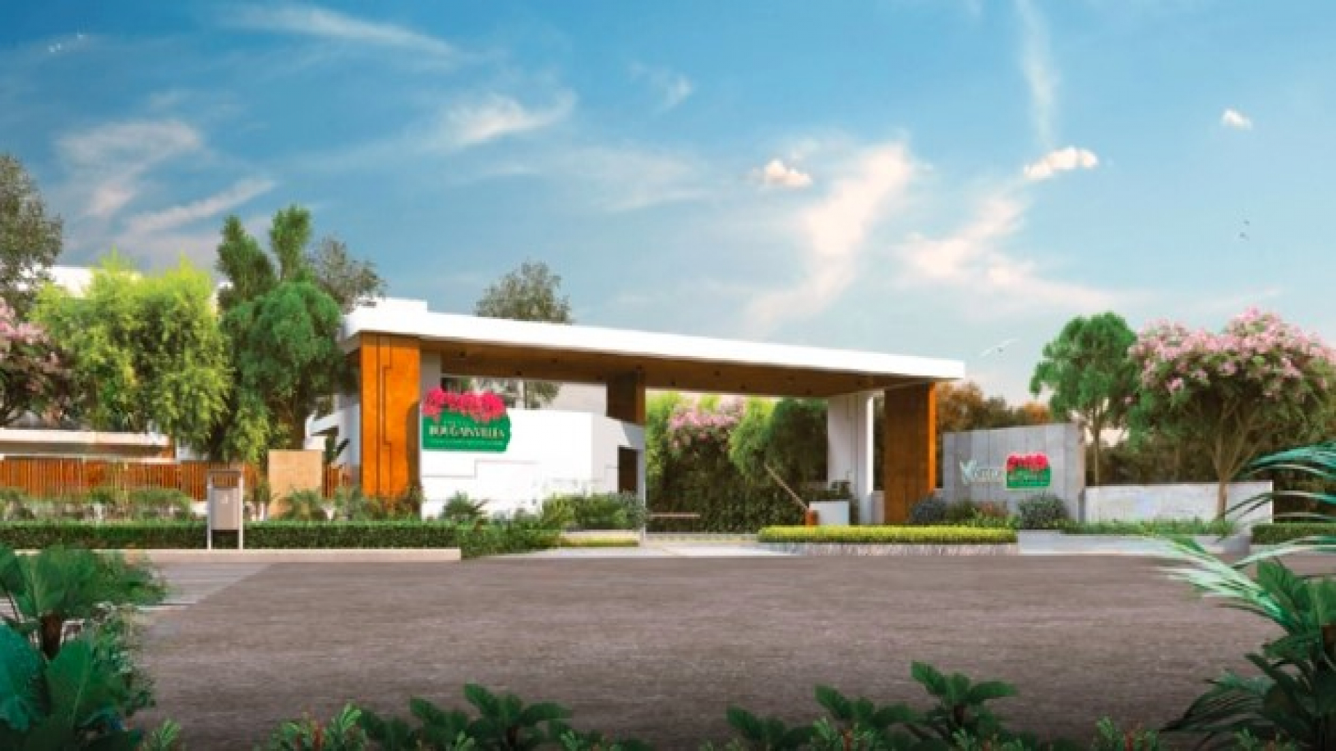 Vertex Bougainvillea