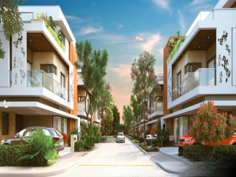 Vertex Bougainvillea