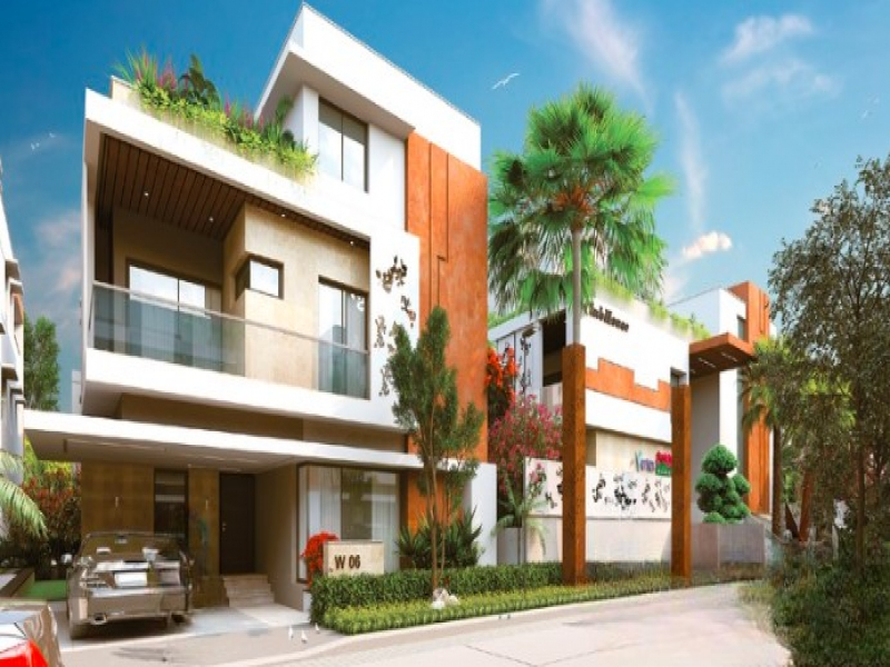 Vertex Bougainvillea