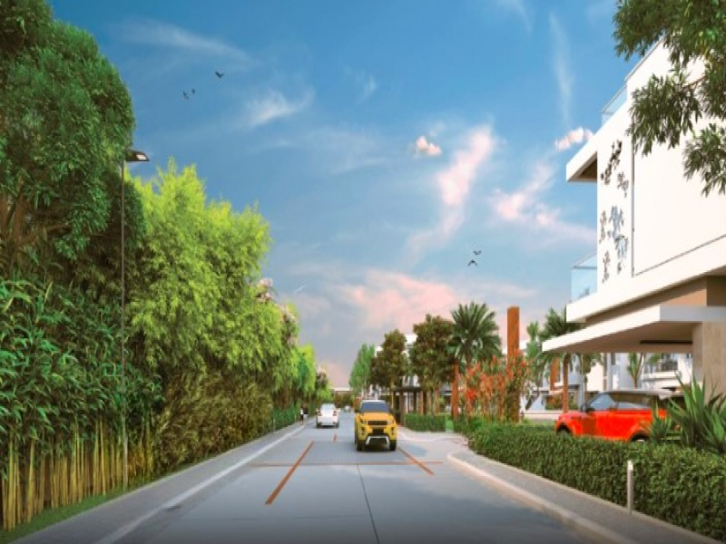 Vertex Bougainvillea