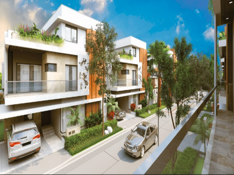 Vertex Bougainvillea