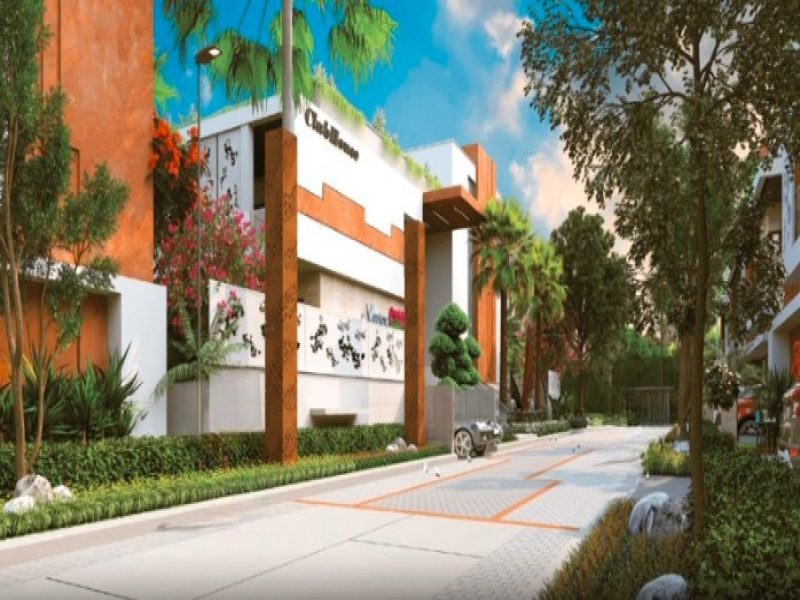 Vertex Bougainvillea