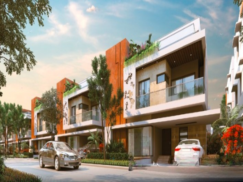 Vertex Bougainvillea