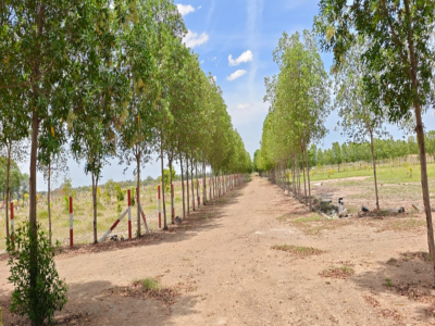 Premier Saravanaa Farms