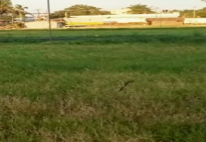 1200 Sq.Ft Plot for sale in Chettipalayam