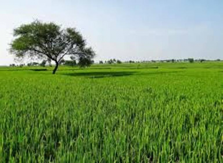 Agricultural farm land for sale in A I staff colony