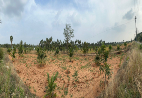 50 Cents Plot for sale in Veerapandi Pirivu