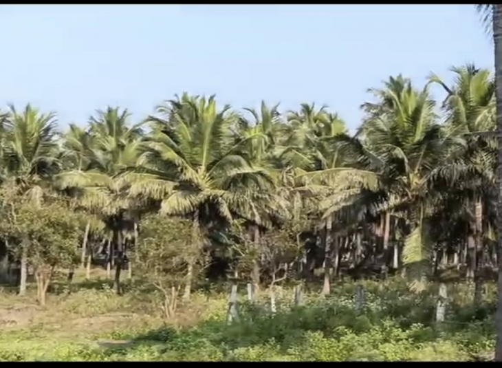 Agricultural farm land for sale in Pollachi